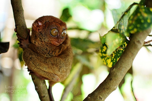 Tarsieras bohol animal