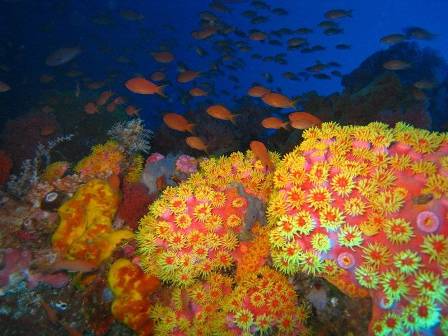 bor_corals