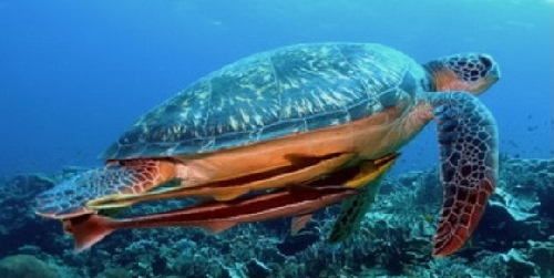 Moalboal Turtle Turtle